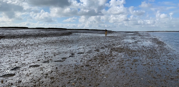 wide view of Colchester Oyster Fishery oyster beds
